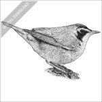 Kentucky Warbler stock image