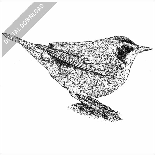 Kentucky Warbler stock image