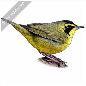 Kentucky Warbler stock image