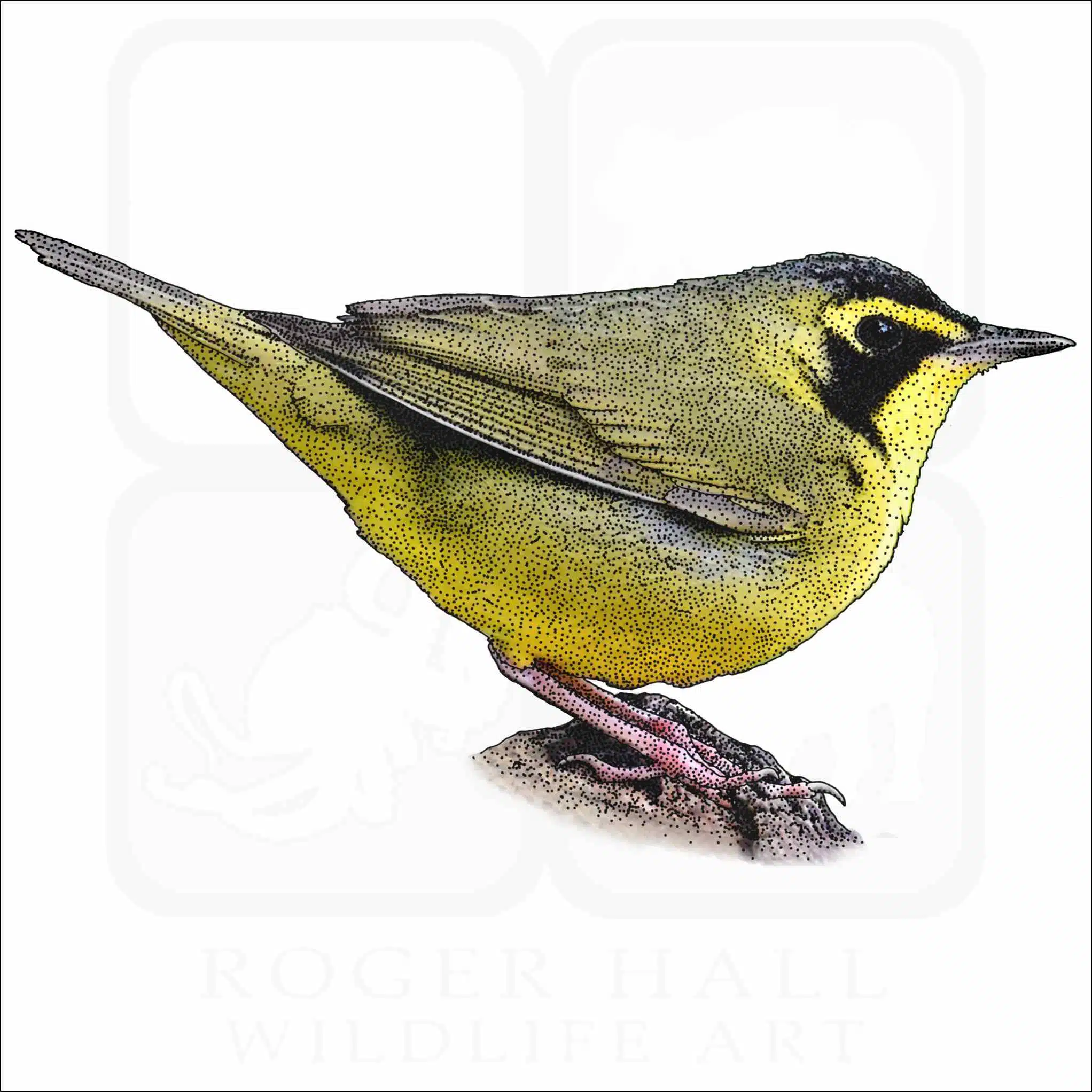 Kentucky Warbler Kentucky Warbler illustration