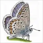 Melissa Blue Butterfly illustration