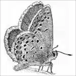 Melissa Blue Butterfly illustration