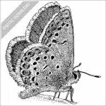 Melissa Blue Butterfly stock image
