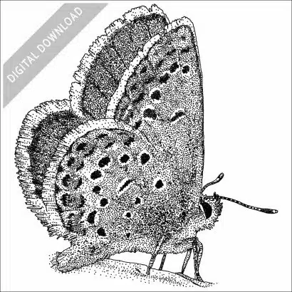 Melissa Blue Butterfly stock image