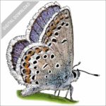 Melissa Blue Butterfly stock image