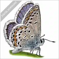 Melissa Blue Butterfly stock image