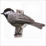 Mexican Chickadee drawing