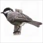 Mexican Chickadee drawing
