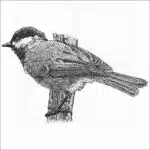 Mexican Chickadee illustration