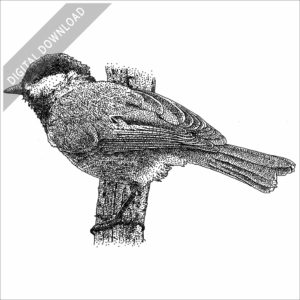 Mexican Chickadee stock image