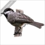 Mexican Chickadee stock image