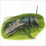 Orchard Mason Bee drawing