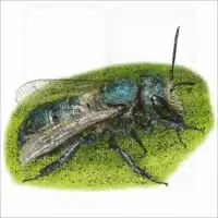 Orchard Mason Bee drawing