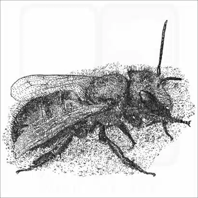 Orchard Mason Bee drawing