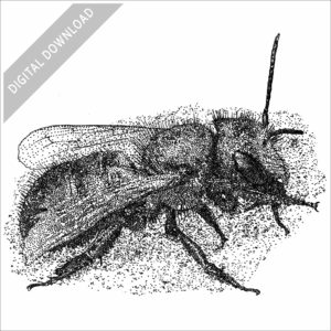 Orchard Mason Bee stock image