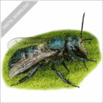 Orchard Mason Bee stock image