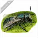 Orchard Mason Bee stock image