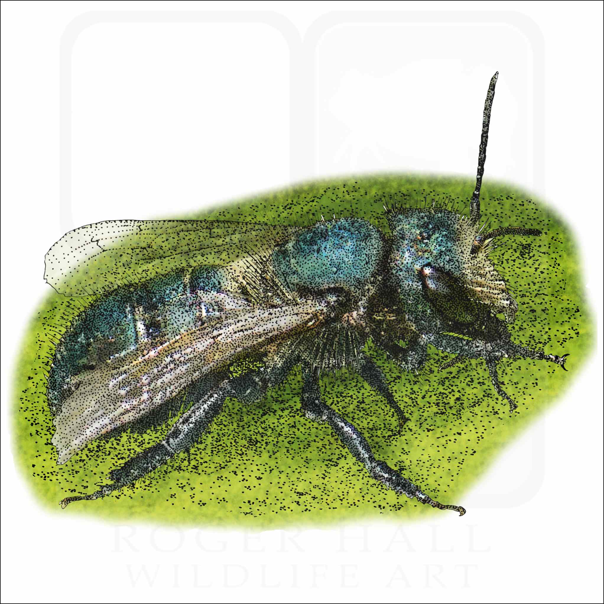 Orchard Mason Bee Orchard Mason Bee drawing