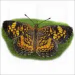 Pearl Crescent Butterfly illustration