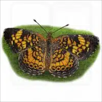 Pearl Crescent Butterfly illustration