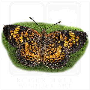 Pearl Crescent Butterfly illustration