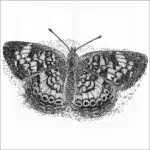 Pearl Crescent Butterfly illustration