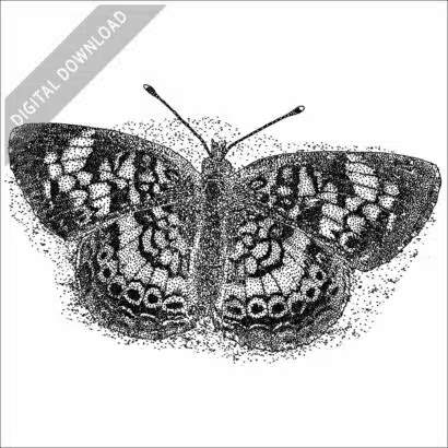 Pearl Crescent Butterfly stock image