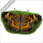 Pearl Crescent Butterfly stock image