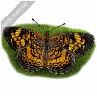 Pearl Crescent Butterfly stock image