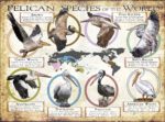 Pelican Species of the World poster print