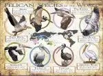 Pelican Species of the World poster print