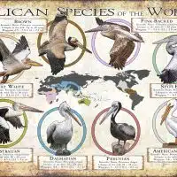 Pelican Species of the World poster print