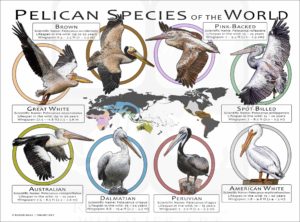 Pelican Species of the World poster print