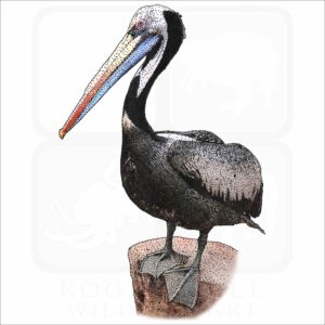 Peruvian Pelican drawing
