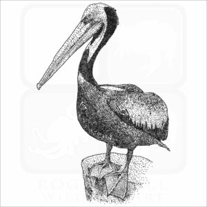 Peruvian Pelican drawing