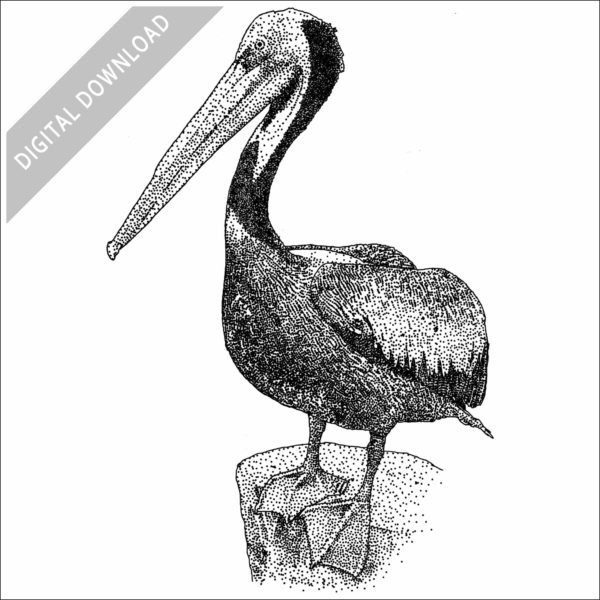 Peruvian Pelican stock image