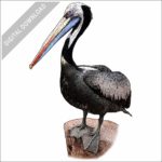 Peruvian Pelican stock image