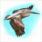 Pink-backed Pelican drawing