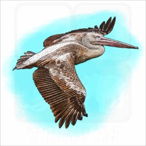 Pink-backed Pelican drawing