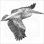 Pink-backed Pelican drawing