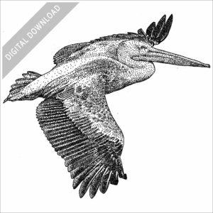 Pink-backed Pelican drawing