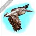 Pink-backed Pelican stock image