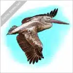 Pink-backed Pelican stock image