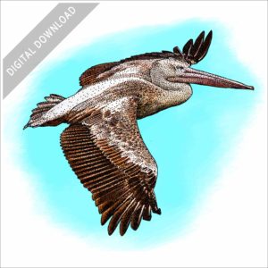 Pink-backed Pelican stock image