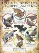 Quail Species of North America poster print
