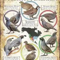 Quail Species of North America poster print