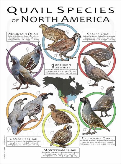Quail Species of North America poster print