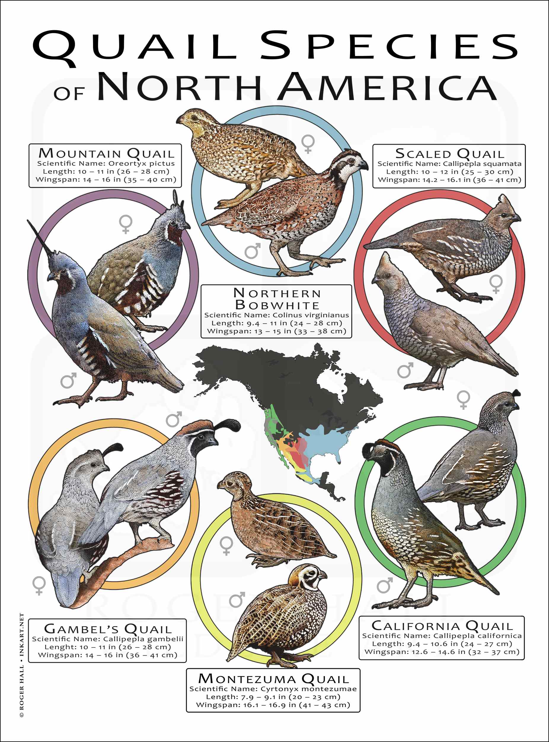 Quail Species Of North America Poster Print Quail Species Of North America Poster Print