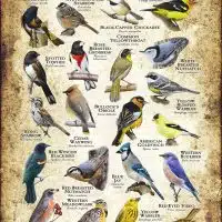 Songbirds of Montana poster print