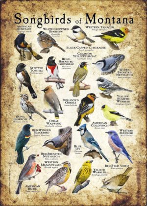 Songbirds of Montana poster print